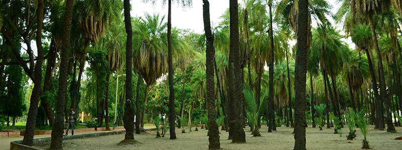 indira-park-hyderabad-tourism-entryfee-timings-package-tour